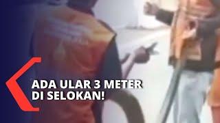 Warga Geger Petugas PPSU Amankan Ular Sanca Kembang 3 Meter dalam Saluran Air di Koja Jakarta