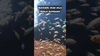 home-scale tilapia cultivation #short #budidayaikan #fish