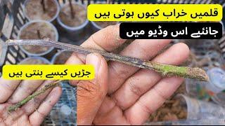 How Roots Develop On Cuttings  Why Cuttings Are Rotting  Why Propagation Fails  Rare Garden