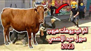 اغرب فيديوهات هروب عجول عيد الاضحي المبارك 2023 هتموت من الضحك وهتستغرب من قوتهم 