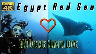 Scuba Diving Giant Red Sea Manta Ray Mantarochen 4K 360° Tauchen Rotes Meer  #egypt #tauchen #diving