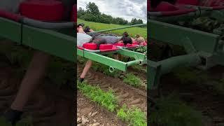 Carrot weeding on a tractor-pulled platform in Germany