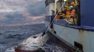 Amazing Giant bluefin tuna LONG LINE FISHING VIDEOS - How to Cut a Tuna for Sashimi