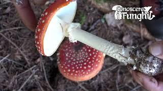 Conoscere i Funghi - Amanita Muscaria