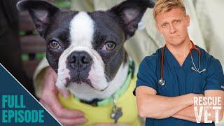 Deformed rescue dog struggles to breathe  Rescue Vet with Dr Scott Miller