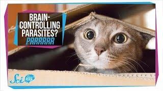 Toxoplasmosis How Parasites in Your Cat Can Infect Your Brain