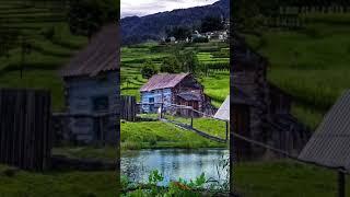 Background scenery  Suasana perdesaan #nature #shorts #scenery #background