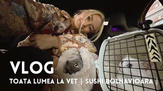 VLOG  Sushi bolnavioara  O recomandare de film 