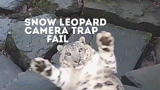 FUNNY Snow Leopard Camera Trap Fail  Animals On CCTV