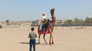 thar Camel  romance desert dance 