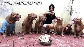 NGELATIH  ANJING PITBULL GALAK BISA PATUH DAN TERTIB  DOG VIDEOS #hewiepitbull