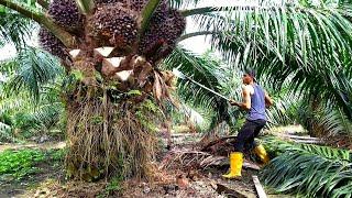 Hajar terus‼️kebun ini tidak di ragukan lagi buah nya super besar padatpanen sawit yangambi