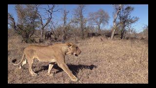 22 LIONS ATTACK BUFFALO