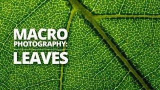 How to shoot stunning macro leaf photos with a surprise visitor