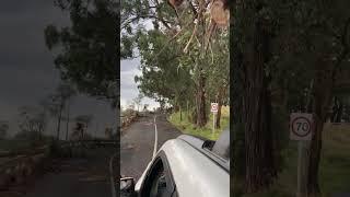 Dandenong Ranges storm damage 13 Feb 2024