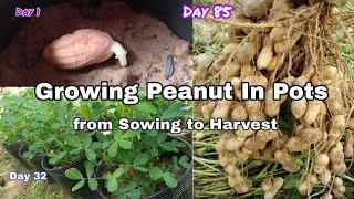 Growing Peanut In Pots from Sowing to Harvest How to grow peanut from seeds in container NY SOKHOM