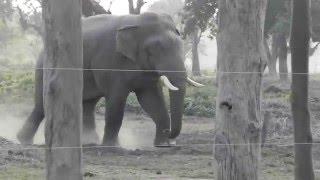 Renaldo dominant wild bull elephant in Chitwan National Park Nepal