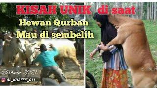 Kejadian aneh saat saat hewan qurban mau di sembelih