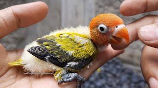 Lovebird Chick From Green Opaline & Euwing Green