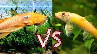 Choose Wisely Bristlenose Pleco vs Chinese Algae Eater