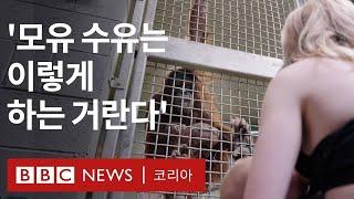 초보 엄마 오랑우탄에게 모유 수유 시범 보이는 사육사 - BBC News 코리아