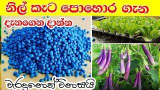 mal wagawa sinhala  නිල් කැට පොහොර බාවිතය  How to Use Blue Corn fertilizer  nil keta pohora