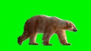 Bear on Green Screen