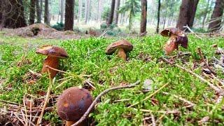 Boletus badius - Podgrzybek brunatny