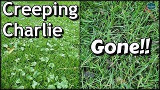 How To Get Rid of Creeping Charlie with RESULTS  DIY Lawn Care