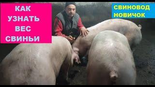 Просто и Быстро Как узнать вес поросёнка свиньи без ВЕСОВ?? Свиноводство.