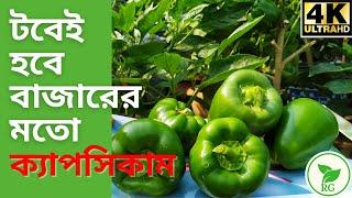 ছাদবাগানে টবেই ফলবে কেজি কেজি ক্যাপসিকাম  Grow CapsicumBell Pepper at Home  RAJ Gardens  4K