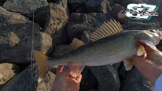 técnica y  amarre para pescar  welleye y Striped bass
