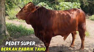 PEDET LIMOUSIN SUPER DARI PABRIK TAHU CAK GUN