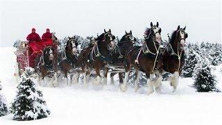 Image Makeover for Budweisers Clydesdales?