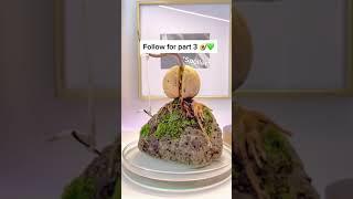 How to Grow an Avocado Plant Bonsai on a Rock Part 2