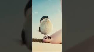 Tweet-TweetЧик-Чирик About life time Full Movie️