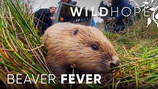 Beavers bring wetlands back to the UK  WILD HOPE