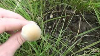 Identifying Blue meanies or Panaeolus cyanescens mushrooms- more examples