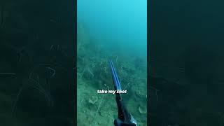 Tusky Spearfishing ️  Comes into the sound of the anchor  #spearfishing #hunting #fishing