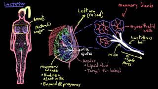 Khan Academy - Breast Anatomy and Lactation