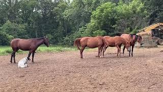 Dog Heels Horses