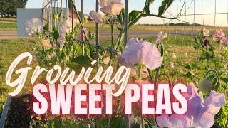 Your Guide to Growing Sweet Peas from Seed  How We Grow Sweet Pea Flowers