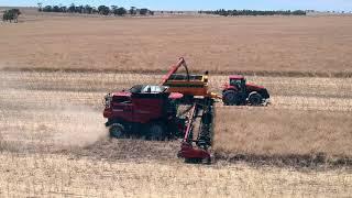 Woodside Farm - 2022 Canola Harvesting Wheatbelt Western Australia Case IH Boekemans