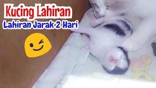 Jarak Lahir Kucing Persia 2 Hari Bayi Kuat Dan Lincah