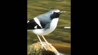 Slaty-backed forktail