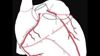 Coronary circulation of the heart