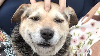Shelter dog has huge smile after adoption