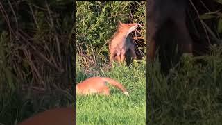 #nature #fox лиса ловит бабочку