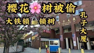 大新闻‼️价值2000美元樱花树被偷‼️大铁链锁树木‼️唐人街孔子大厦住户傻眼‼️