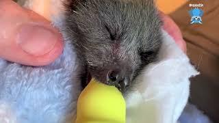 Baby flying-fox in care part 2  this is Jill